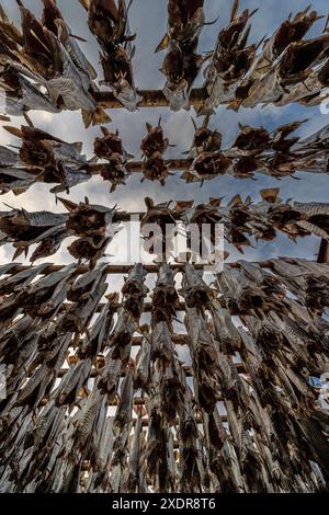 Trockenfisch, Skrei, norwegischer Kabeljau, Moskenesoya, Lofoten, Norwegen, Europa Stockfoto