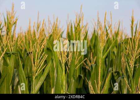 Maisfeld mit Maisquaste während der Sommersaison. Landwirtschaft, Landwirtschaft und Ethanolkonzept. Stockfoto