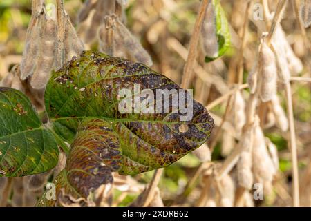 Braune und schwarze Flecken auf Sojabohnenblättern. Landwirtschaftliche Blattkrankheit, Ernteschäden und Schädlingsbekämpfungskonzept. Stockfoto