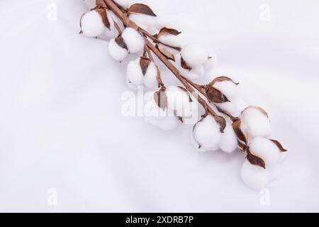 Trockener Baumwollzweig mit flauschigen Blumen auf hellgrauem, strukturiertem Hintergrund, flach liegend. Platz für Text Stockfoto