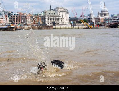 Ein Hund kühlt sich in der Themse am South Bank in London ab. Für diese Woche wurden Höchstwerte von bis zu 31 °C prognostiziert, da die Temperaturen in Großbritannien weiter steigen. Bilddatum: Montag, 24. Juni 2024. Stockfoto