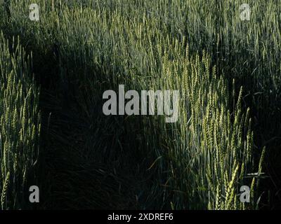 A horizontal close-up of two footpaths after agriculture machinery in a green rye in a Ukrainian field, Volyn Oblast. Stockfoto
