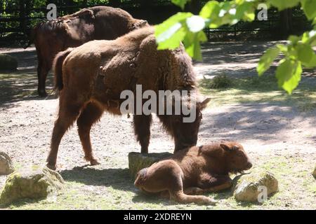 Die Wisentkuh Tisnelda steht am Montag 24.06.2024 im Zoo der Hanse- und Universitätsstadt Rostock bei einem Presstermin mit dem am 4. Mai 2024 geborenen Jungtier auf der Anlage. Bislang hatte der junge Bulle noch keinen Namen. Nun wurde im Verlauf des Tages bekanntgegeben, dass der Nachwuchs Waito Re. Heißt. Der Wisent gilt in Europa als das größte Landsäugetier. Dabei können die Tiere eine Schulterhöhe von zwei Meter erreichen und ein Gewicht von ca. zwei Tonnen annehmen. Diese ernähren sich unter anderem von Blättern, Gräsern und Knospen. So reichte das ursprüngliche Verbreitungsgebiet Wadenwade Stockfoto