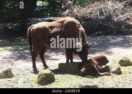 Die Wisentkuh Tisnelda steht am Montag 24.06.2024 im Zoo der Hanse- und Universitätsstadt Rostock bei einem Presstermin mit dem am 4. Mai 2024 geborenen Jungtier auf der Anlage. Bislang hatte der junge Bulle noch keinen Namen. Nun wurde im Verlauf des Tages bekanntgegeben, dass der Nachwuchs Waito Re. Heißt. Der Wisent gilt in Europa als das größte Landsäugetier. Dabei können die Tiere eine Schulterhöhe von zwei Meter erreichen und ein Gewicht von ca. zwei Tonnen annehmen. Diese ernähren sich unter anderem von Blättern, Gräsern und Knospen. So reichte das ursprüngliche Verbreitungsgebiet Wadenwade Stockfoto