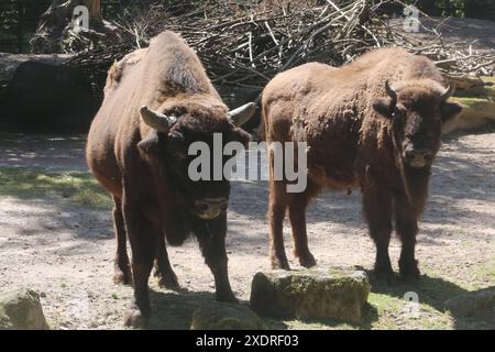 Die Wisentkuh Tisnelda Re. Stand am Montag 24.06.2024 im Zoo der Hanse- und Universitätsstadt Rostock bei einem Presstermin mit dem Wisentbullen Wilson auf der Anlage. Von den beiden Tieren stammt ein Jungtier das am 4. Mai 2024 vor Ort geboren wurde. Bislang hatte der junge Bulle noch keinen Namen. Nun wurde im Verlauf des Tages bekanntgegeben, dass der Nachwuchs Waito heißt. Hier nicht im Bild. Der Wisent gilt in Europa als das größte Landsäugetier. Dabei können die Tiere eine Schulterhöhe von zwei Meter erreichen und ein Gewicht von ca. zwei Tonnen annehmen. Diese ernähren sich unter anderen Stockfoto