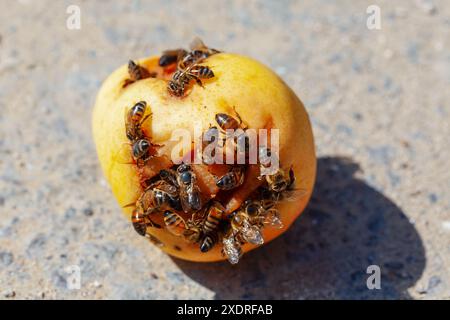 Eine Gruppe von Bienen steht auf einer faulen Birne. Bienen sind damit beschäftigt, Nektar aus den Früchten zu sammeln Stockfoto