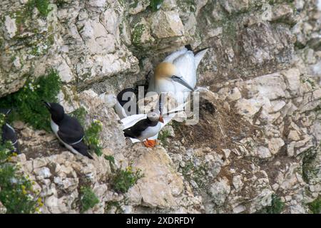 Ein Gannet, Morus bassanus auf einem Felsvorsprung und ein Puffin Fratercula arctica mit Blick auf das Meer und zwei Razorvögel, ALCA Torda auf der Klippe Stockfoto