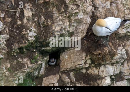 Ein Gannet, Morus bassanus, der auf einem Felsvorsprung steht, und ein Puffin Fratercula arctica, der sich in seinem Nest in einer Felsspalte an den Bempton Cliffs schmiegt Stockfoto