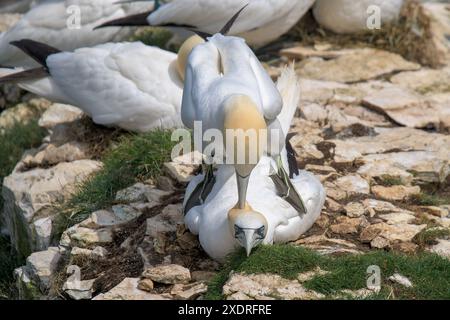 Ein Paar Gannets, Morus bassanus, paart auf den Felsen der Bempton Cliffs Stockfoto