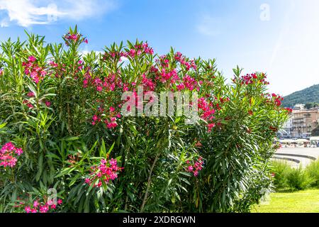 Ein Nahbild eines leuchtenden grünen Oleanderbusches mit leuchtend rosa Blüten in voller Blüte. Der Busch liegt in der Nähe einer Küstenstadt im Hintergrund, Stockfoto
