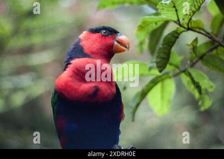 2007-12-30, Taman Safari Zoo, Cisarua, Indonesien: Beobachten und fangen erstaunliche Tiere aus nächster Nähe. Stockfoto