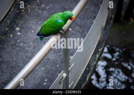 2007-12-30, Taman Safari Zoo, Cisarua, Indonesien: Beobachten und fangen erstaunliche Tiere aus nächster Nähe. Stockfoto