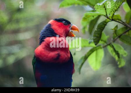 2007-12-30, Taman Safari Zoo, Cisarua, Indonesien: Beobachten und fangen erstaunliche Tiere aus nächster Nähe. Stockfoto