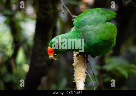 2007-12-30, Taman Safari Zoo, Cisarua, Indonesien: Beobachten und fangen erstaunliche Tiere aus nächster Nähe. Stockfoto