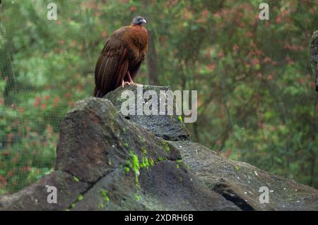 2007-12-30, Taman Safari Zoo, Cisarua, Indonesien: Beobachten und fangen erstaunliche Tiere aus nächster Nähe. Stockfoto