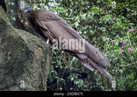 2007-12-30, Taman Safari Zoo, Cisarua, Indonesien: Beobachten und fangen erstaunliche Tiere aus nächster Nähe. Stockfoto