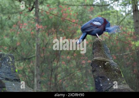 2007-12-30, Taman Safari Zoo, Cisarua, Indonesien: Beobachten und fangen erstaunliche Tiere aus nächster Nähe. Stockfoto