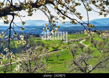 Frühling im Schwarzbubenland bei Nuglar und St. Pantaleon Stockfoto