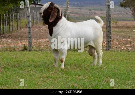 Männliche Boer-Ziege in Brasilien. Die Buren sind eine Rasse, die in Südafrika entwickelt wurde Stockfoto