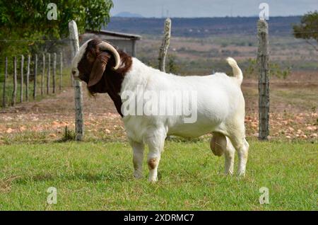 Männliche Boer-Ziege in Brasilien. Die Buren sind eine Rasse, die in Südafrika entwickelt wurde Stockfoto