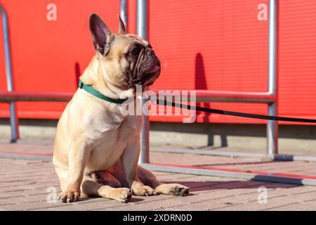 Ein kleiner Hund sitzt auf der Straße mit seiner Zunge aus dem Mund Stockfoto