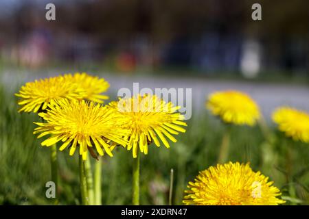 Gelber Löwenzahn auf einer Wiese auf grünem Gras Stockfoto