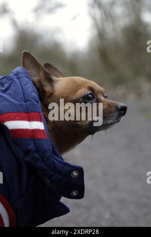 Hundeporträt mit Bokeh-Aufnahme mit 50-mm-Makroobjektiv von Canon und dslm-Vollformat Stockfoto