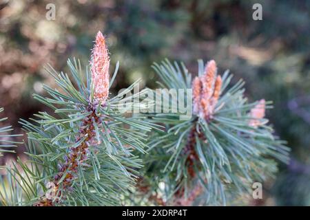 Nahaufnahme von Kiefernnadeln mit Knospen darauf Stockfoto