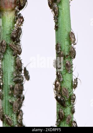 Zwiebelblattläuse (Neotoxoptera formosana) Kolonienschädlinge an den Stämmen und Knospen einer Schnittlauchpflanze, Berkshire, Mai Stockfoto