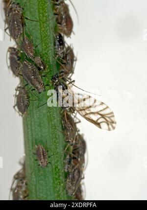 Zwiebelläuse (Neotoxoptera formosana) gestreifte Flügel aus Alat zwischen flügellosen Kolonien an den Stielen und Knospen einer Schnittlauchpflanze, Berkshire, Mai Stockfoto