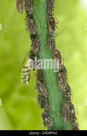 Zwiebelläuse (Neotoxoptera formosana) gestreifte Flügel aus Alat zwischen flügellosen Kolonien an den Stielen und Knospen einer Schnittlauchpflanze, Berkshire, Mai Stockfoto