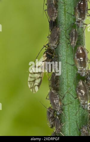 Zwiebelläuse (Neotoxoptera formosana) gestreifte Flügel aus Alat zwischen flügellosen Kolonien an den Stielen und Knospen einer Schnittlauchpflanze, Berkshire, Mai Stockfoto