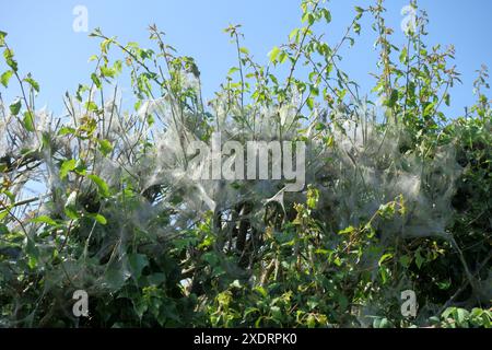 Seidenband von Spindelmotten (Yponomeuta cagnagella) Raupen an einer Hecke mit Spindelbüschen in Berkshire, Mai Stockfoto