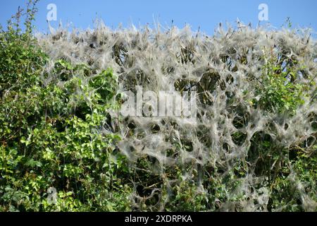 Seidenband von Spindelmotten (Yponomeuta cagnagella) Raupen an einer Hecke mit Spindelbüschen in Berkshire, Mai Stockfoto