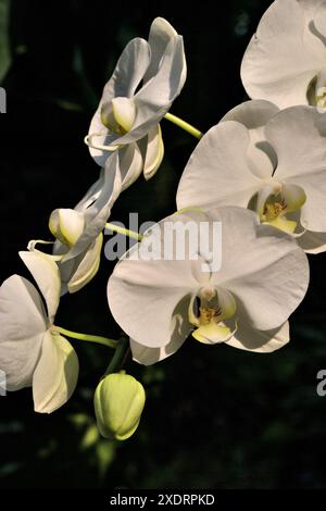 Vielfalt an Orchideen, der National Orchid Garden, befindet sich innerhalb der Singapur Botanic Gardens, Singapur Stockfoto