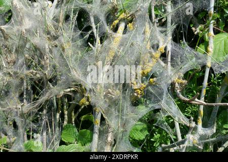 Seidenband von Spindelmotten (Yponomeuta cagnagella) Raupen an einer Hecke mit Spindelbüschen in Berkshire, Mai Stockfoto