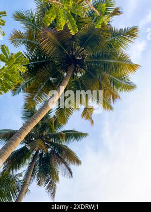 Kokospalmen und Grün entlang des kochi Backwaters im indischen Bundesstaat Kerala. Kochi (auch Cochin genannt) ist eine Küstenstadt mit viel Backwa Stockfoto