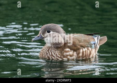 Eine einzige weibliche Mandarin-Ente (Aix galericulata) auf einem See in West Yorkshire. Stockfoto