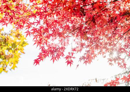 Sonnenlicht filtert durch leuchtend rote Ahornblätter und fängt die strahlende Schönheit des Herbstes ein. Das kontrastierende Spiel von Licht und Farbe symbolisiert die Pracht der Saison. Stockfoto