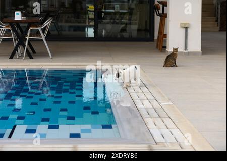 Streunende Katze trinkt an einem heißen Tag Wasser aus den Pools Stockfoto