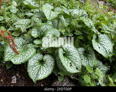 Kaukasusvergissmeinnicht, Brunnera, macrophylla ist eine Schattenpflanze mit schoenen Blattern und blauen Blueten. Kaukasische Vergissmeinnicht, Brunnera, Stockfoto