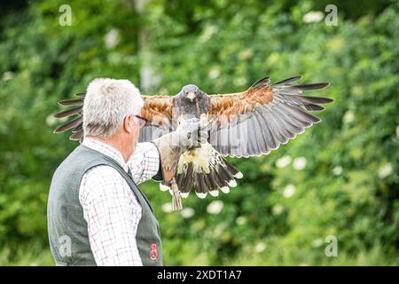 BROADCHALKE, WILTSHIRE, UK, 24. Juni 2024, Nahaufnahme eines Falkners mit einem Raubvogel Harris Hawk mit ausgestreckten Flügeln, der auf seiner Hand mit Handschuhen landet. Das Bild wurde beim Chalke History Festival aufgenommen. John Rose/Alamy Live News Stockfoto