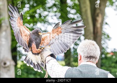 BROADCHALKE, WILTSHIRE, UK, 24. Juni 2024, Nahaufnahme eines Falkners mit einem Raubvogel Harris Hawk mit ausgestreckten Flügeln, der auf seiner Hand mit Handschuhen landet. Das Bild wurde beim Chalke History Festival aufgenommen. John Rose/Alamy Live News Stockfoto