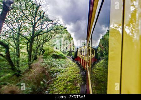 Die Dampfeisenbahn Vale of Rheidol in Wales, die durch Wälder fährt, mit den Spiegeln der Region in den Fenstern Stockfoto