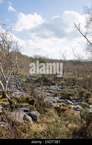 Bäume und Wälder zwischen Kalksteinpflastern Hutton Roof Crags nahe Burton in Kendal Cumbria, heute Westmorland und Furness England Stockfoto