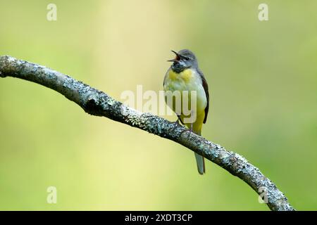 Grauer Wagtail - Motacilla cinerea im Lied. Stockfoto