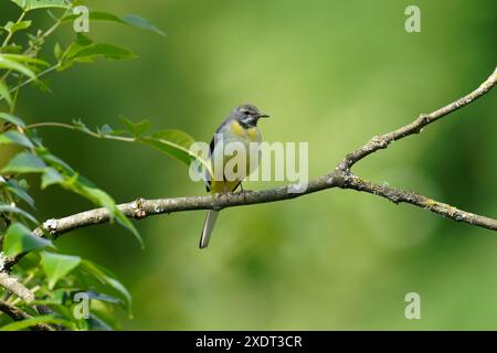 Graues Wagtail - Motacilla cinerea. Uk Stockfoto