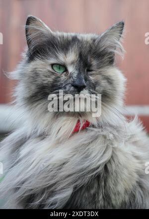 Schöne flauschige Katze mit einem Auge. Sie wurde mit einer Behinderung geboren, ohne Auge. Blinde Katze oder verletzte Katze, die mit einem Auge blickt. Liebe zu den Tieren Stockfoto