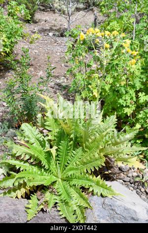 Cerrajon de monte oder angoja (Sonchus acaulis) ist ein auf Gran Canaria und Teneriffa endemischer medizinischer Unterstrauch. Dieses Foto wurde auf Teneriffa gemacht, Kanarienvogel I Stockfoto