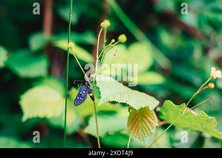 Syntomis Phegea, schwarzer Schmetterling mit weißen Punkten auf den Flügeln sitzt auf dem Gras. Nahaufnahme. Stockfoto